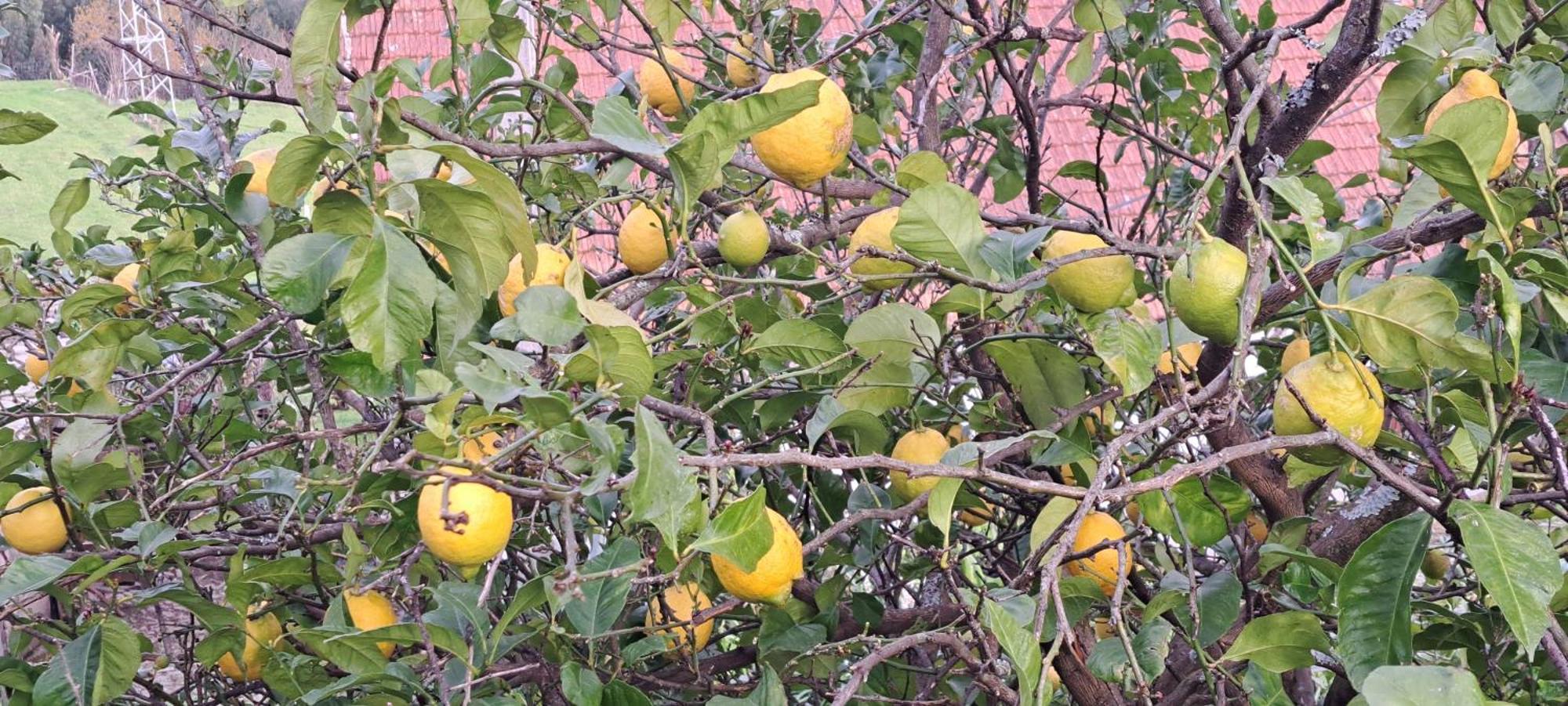 São Mamede de Infesta Refugio Dos Cartolas מראה חיצוני תמונה